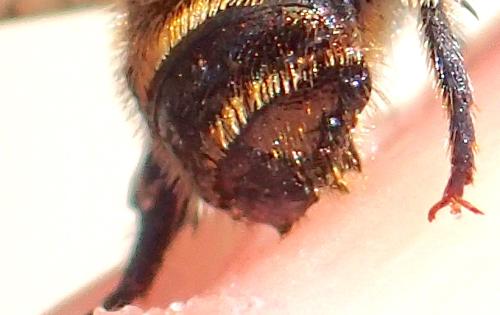 Osmia caerulescens